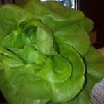 salata