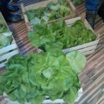 salata