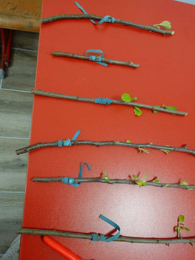 kalemljenje