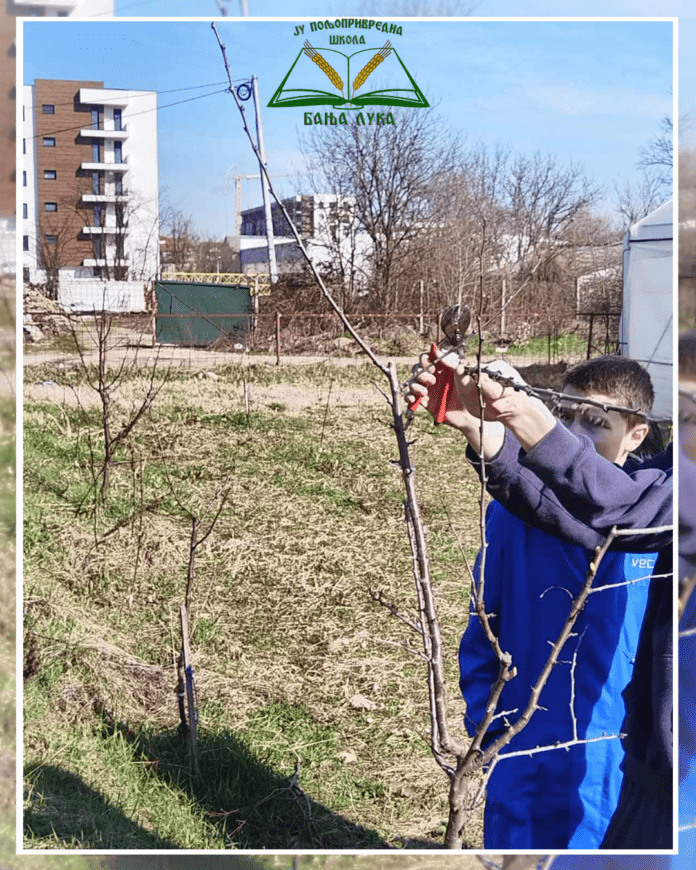 rezidba vocaka резидба воћака