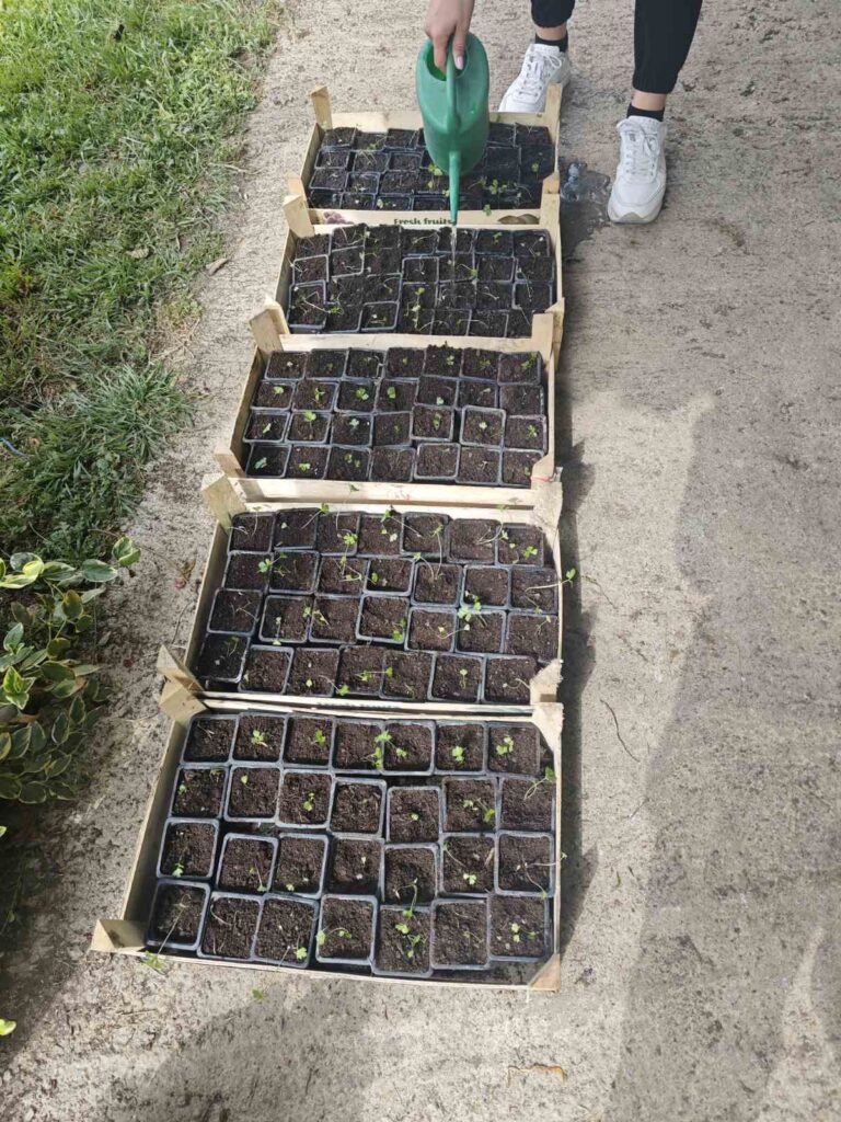 Takmičenje u pikiranju rasada: Rezultati za agrotehničare (2026)